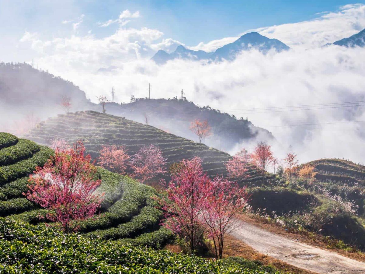 Trải nghiệm săn mây cực thơ mộng trên đồi chè ô long.