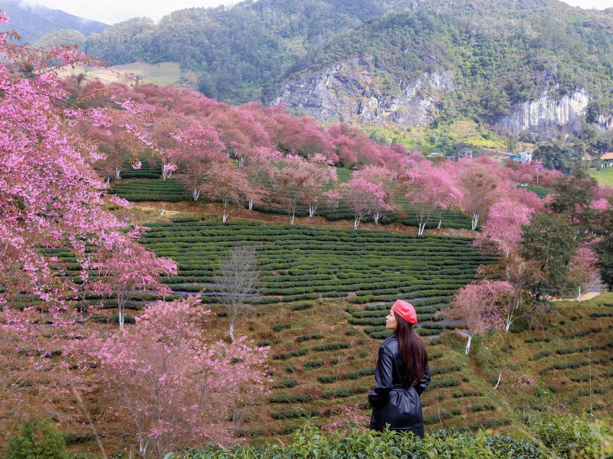 Sapa mùa hoa anh đào hồng thắm rực đỏ cả vùng trời mây.