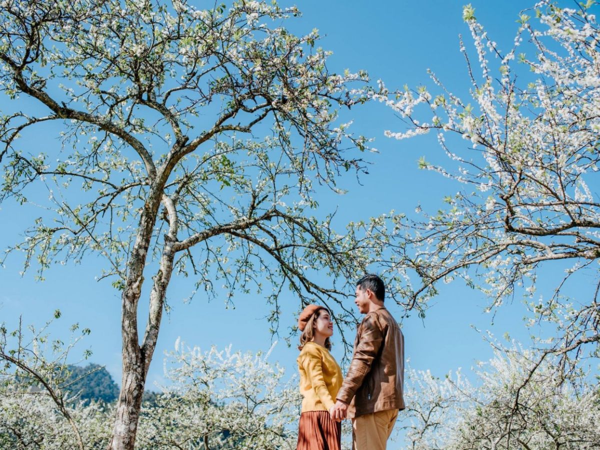 Chút tình, chút thơ nơi mùa hoa mận rực rỡ ngày xuân ở Sapa