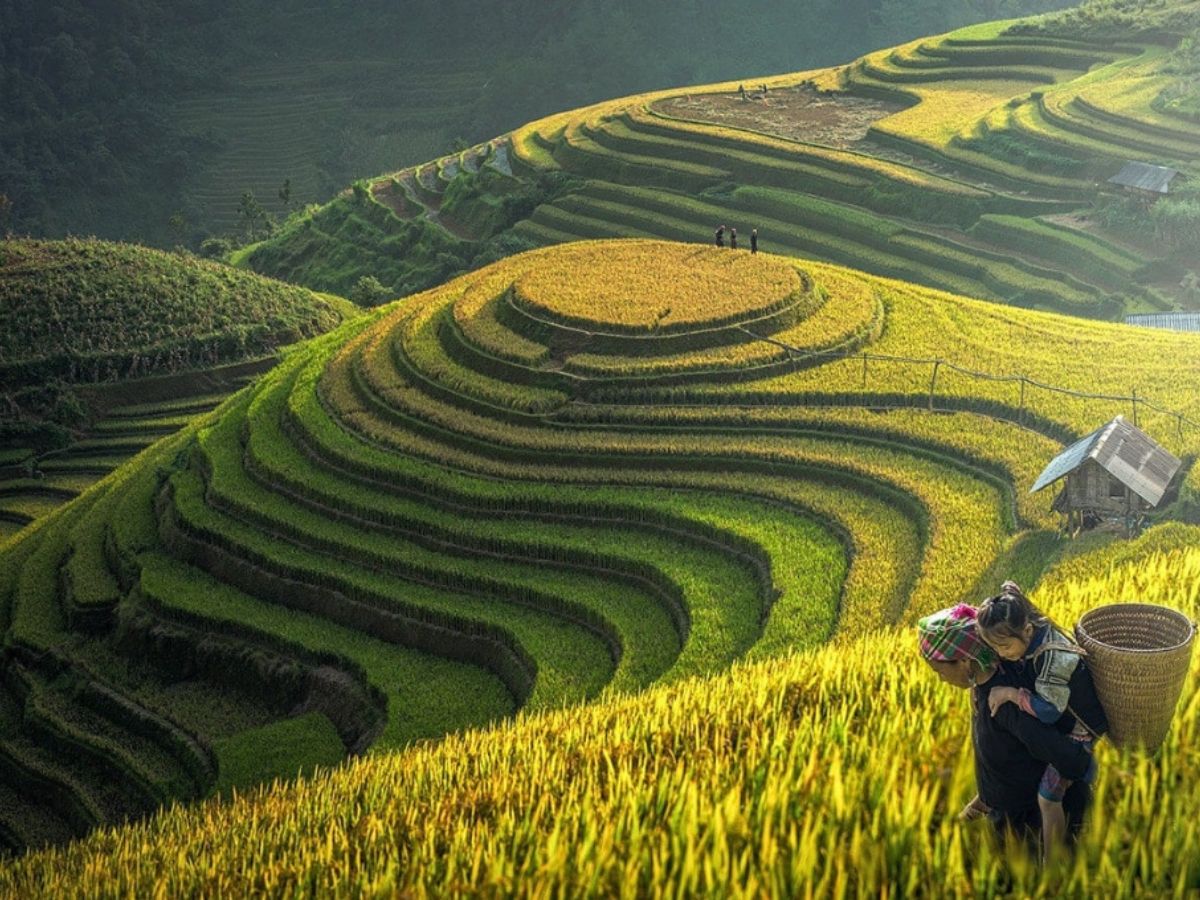 Sắc vàng mùa lúa chín vừa hùng vĩ, vừa mộng mơ chốn Sapa.