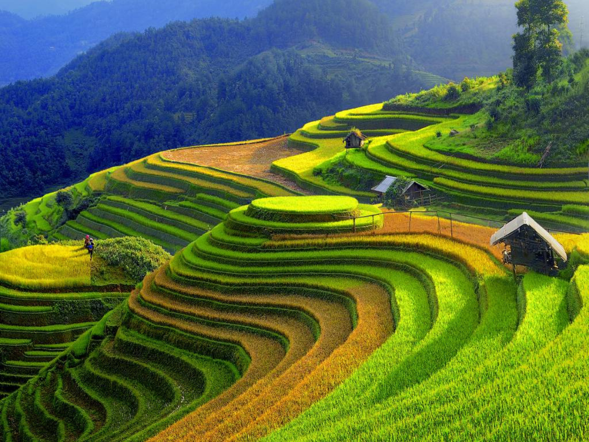 Terraced fields in Ban Sau Chua shimmer in the early mountain sun.