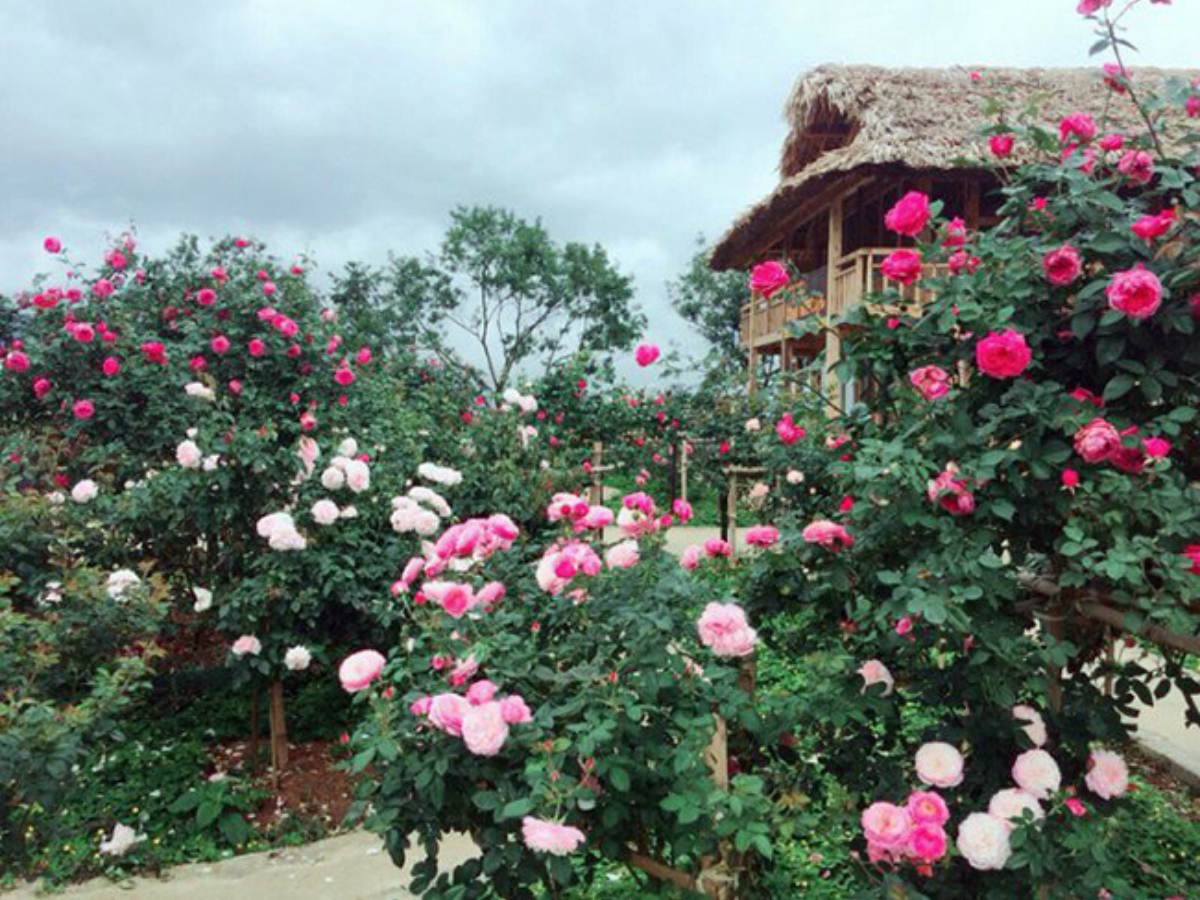 The old rose garden in Ban Sau Chua is showing off its colors amidst the morning mist.
