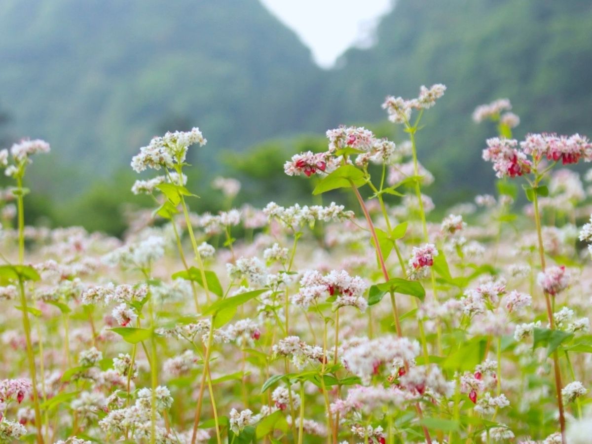 Mùa hoa tam giác mạch Sa Pa được nhiều du khách yêu thích
