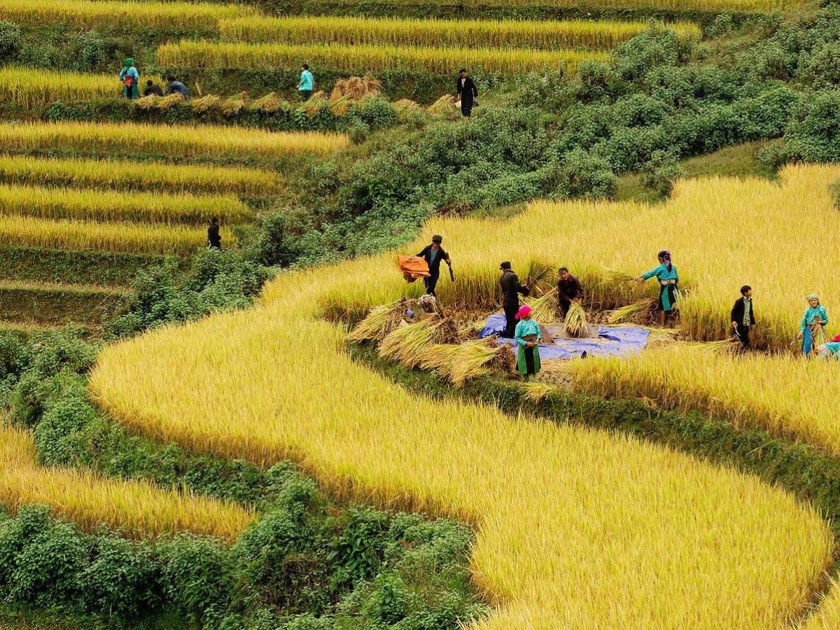 Mùa cấy lúa mang đến nhịp sống bình dị, ấm áp giữa núi rừng Tây Bắc.