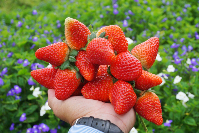 Nhờ khí hậu se lạnh và đất màu mỡ nên dâu tây Sa Pa quả to, đậm vị