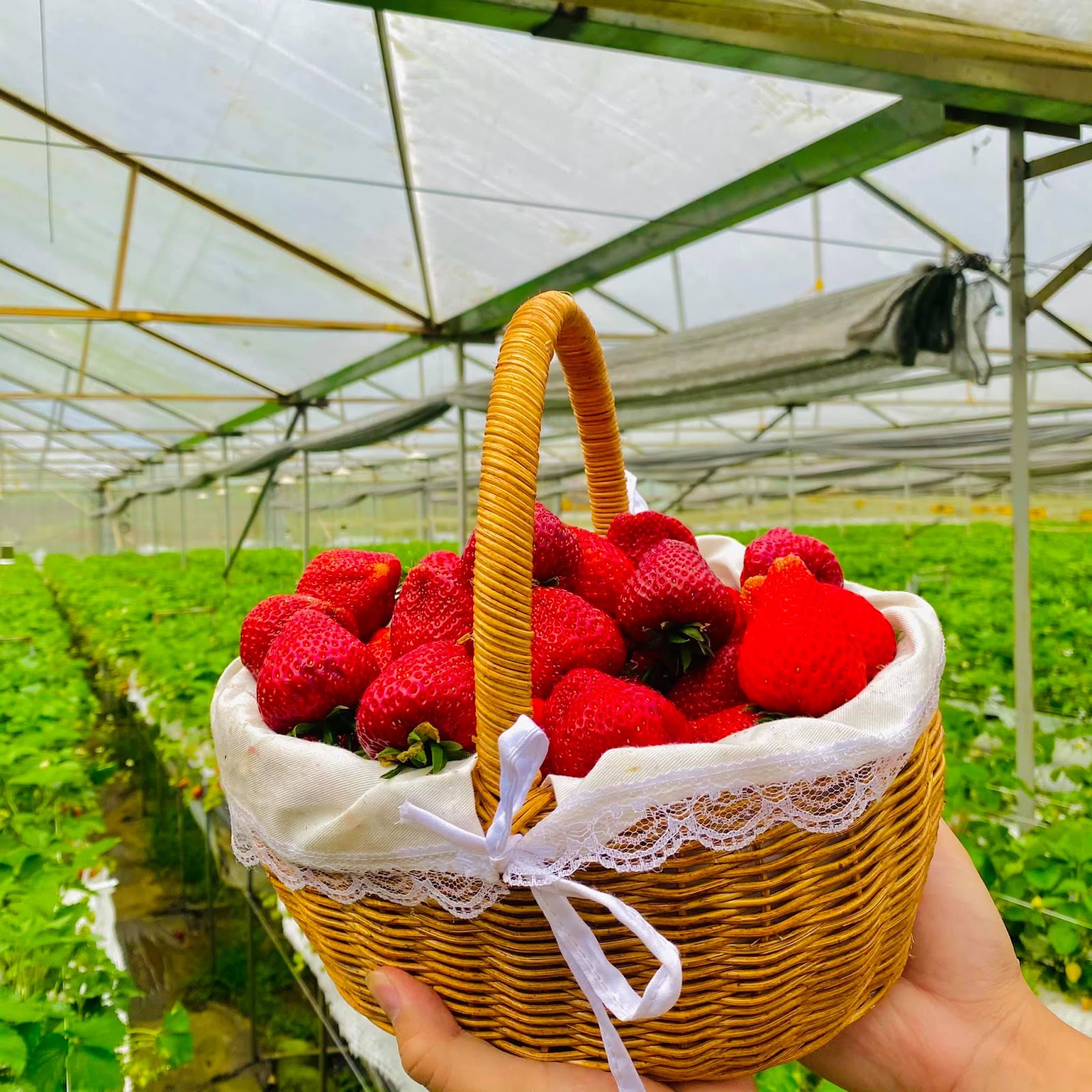 Sa Pa có khí hậu và thổ nhưỡng phù hợp để trồng dâu tây.