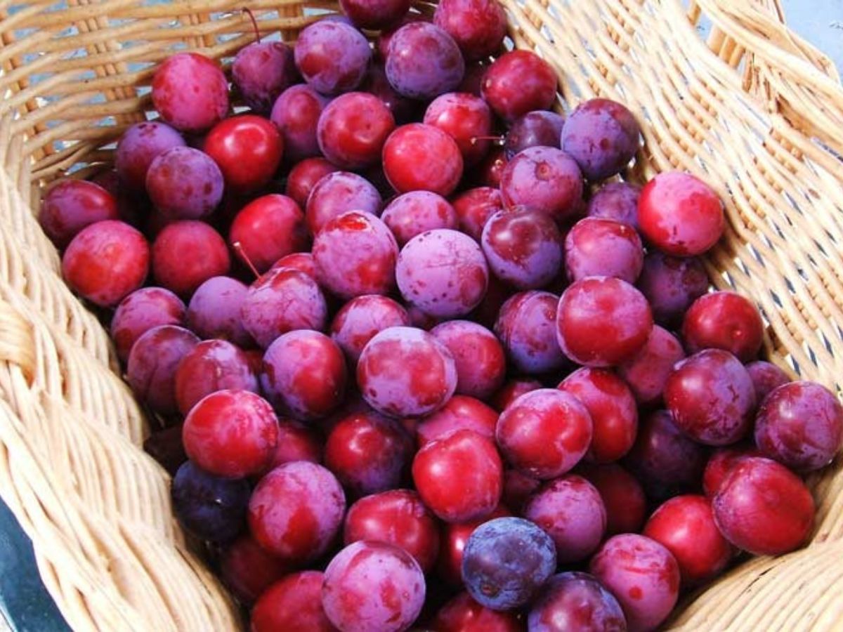 Mận Sa Pa có vị ngọt tự nhiên từ núi rừng Tây Bắc