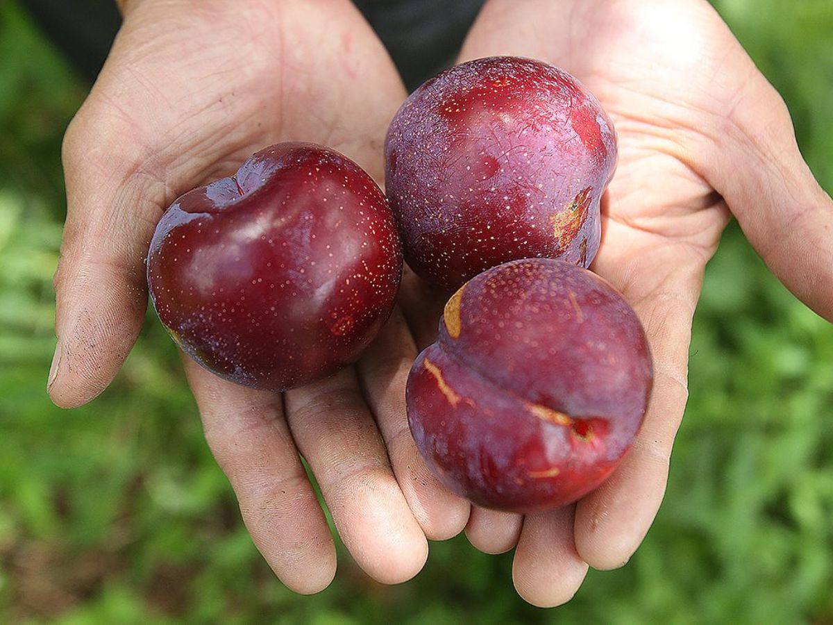 Mận Sa Pa mang hương vị đặc trưng vùng cao.