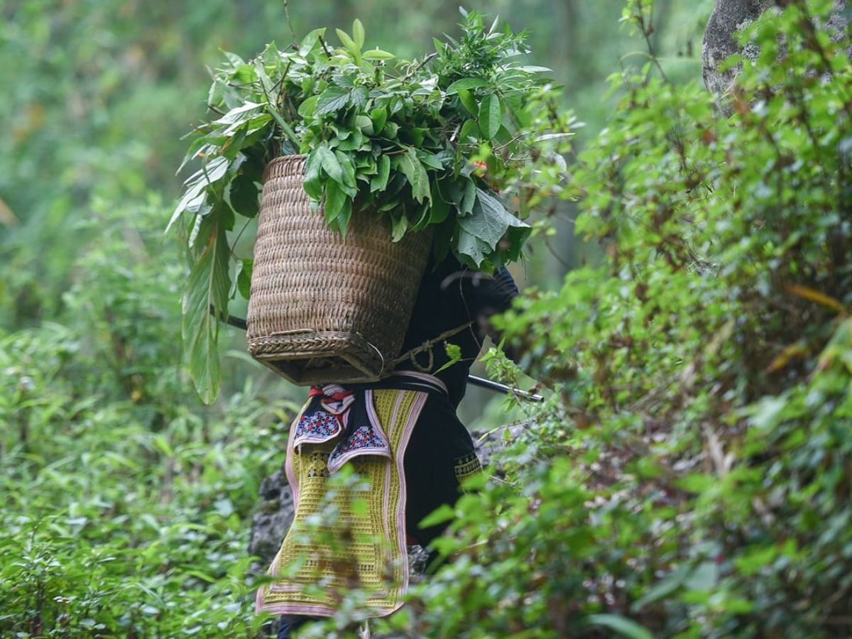 Tắm lá Dao đỏ Sa Pa, kết tinh tinh hoa thảo dược vùng cao, chăm sóc sức khỏe toàn diện