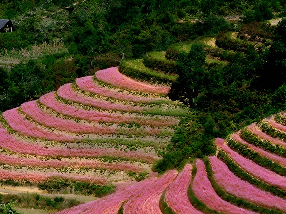 Mùa hoa Sa Pa tháng 11 khoe sắc giữa núi rừng Tây Bắc