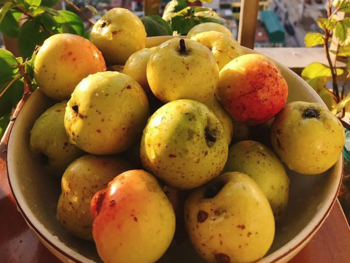 Táo mèo Sa Pa chua thanh, là đặc sản gợi nhớ núi rừng Tây Bắc
