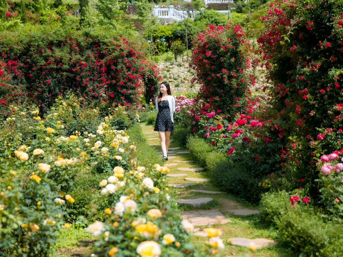 Khu vườn hoa Sun World Fansipan Legend nở rộ sắc hương