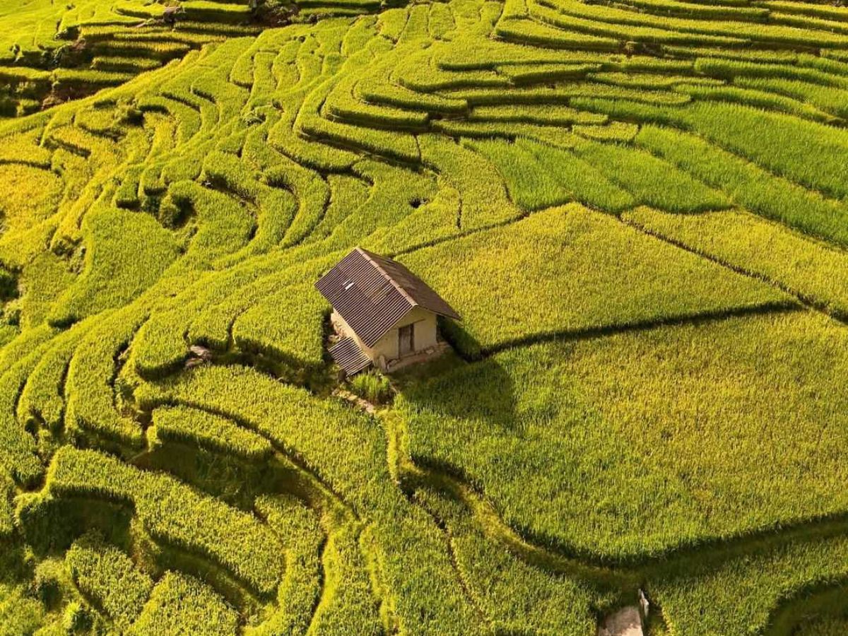 Ruộng bậc thang vàng óng kết hợp sắc hoa đào, mận tạo nên vẻ đẹp Tây Bắc.