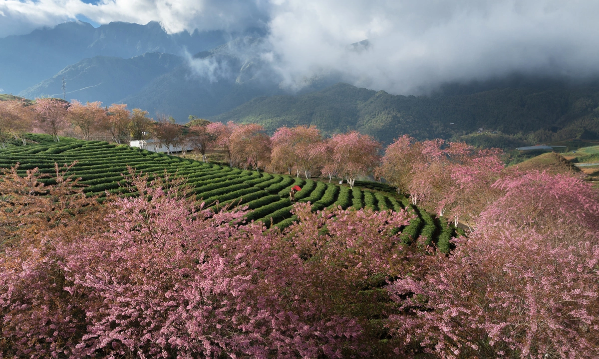Hoa anh đào, hoa mai bung nở rực rỡ trên khắp các triền núi tại Sa Pa.