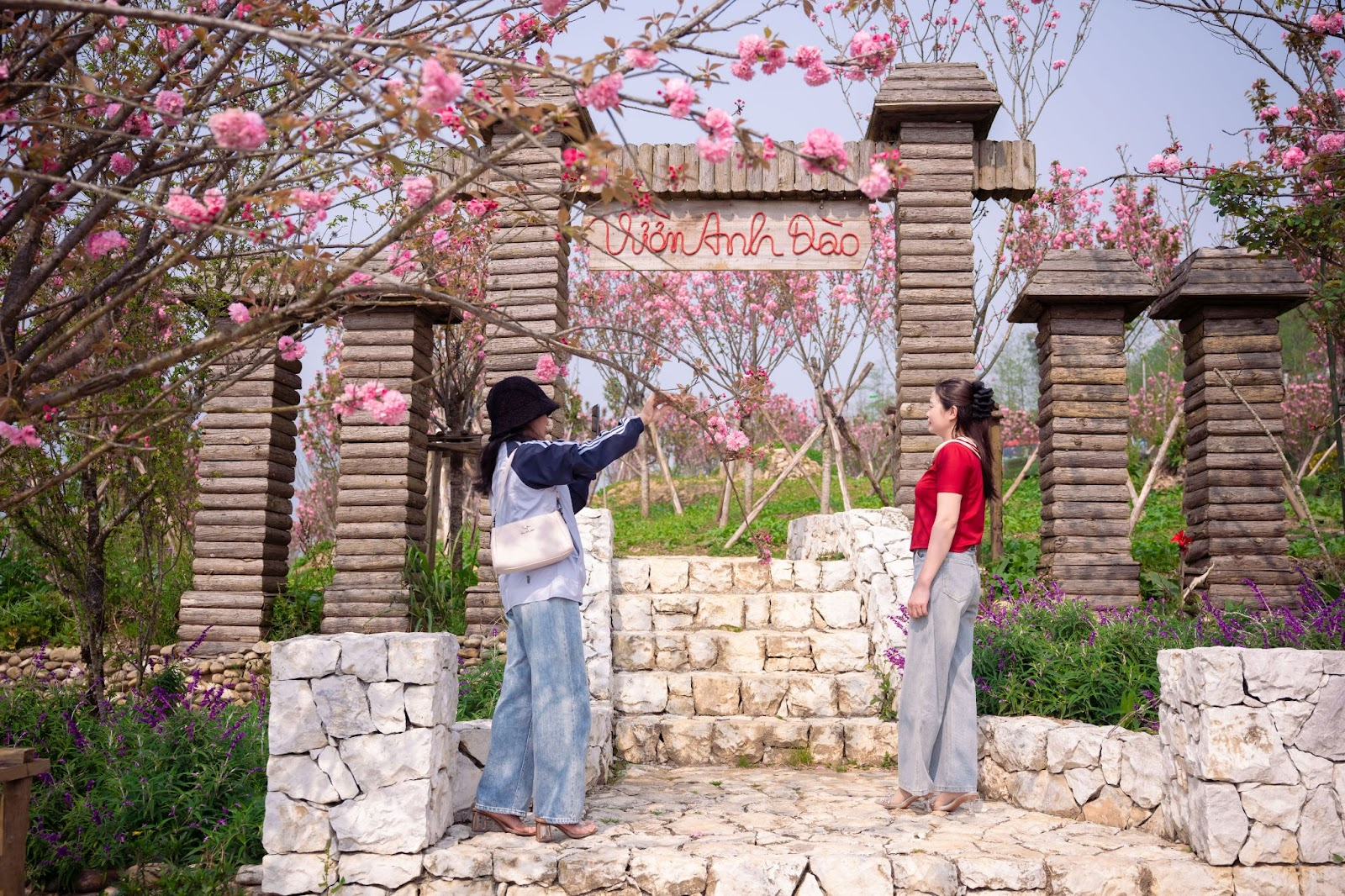 Du khách thích thú check in với hoa đào tại Sun World Fansipan Legend