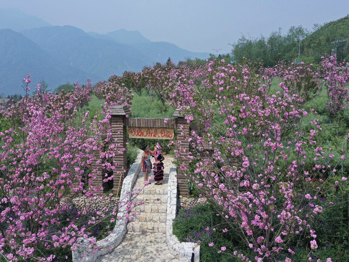 Những cây hoa nở rải rác trên các sườn núi.