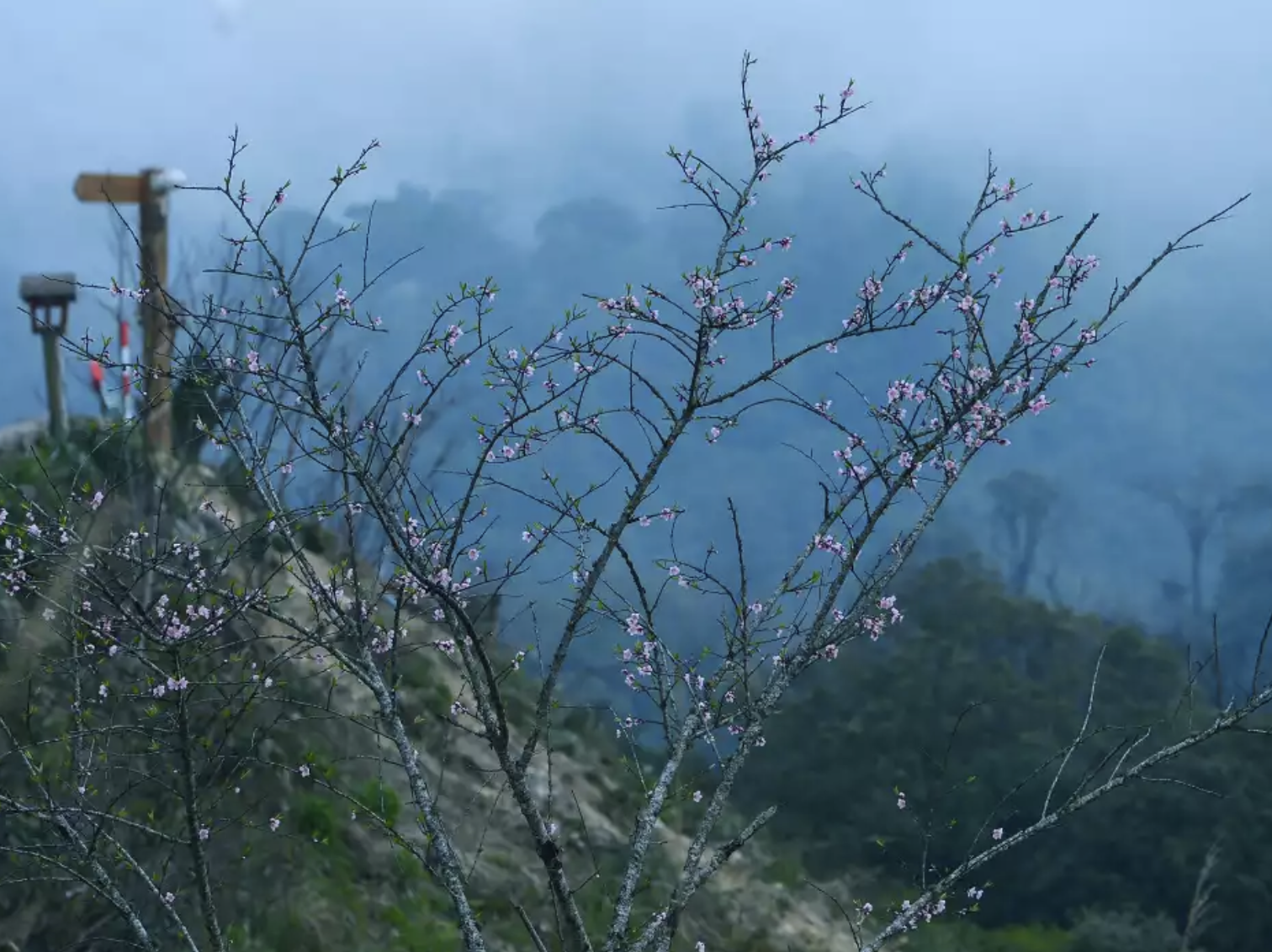 Từng cây đào rừng bung sắc giữa đoạn đèo Ô Quy Hồ.