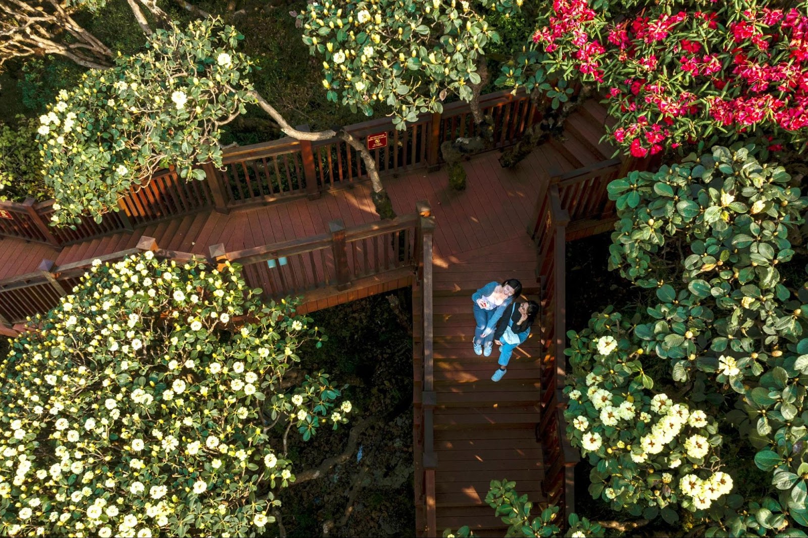 Hoa đỗ quyên rừng Sa Pa khoe sắc rực rỡ giữa đại ngàn Hoàng Liên, xứng danh “nữ hoàng hoa Tây Bắc”.