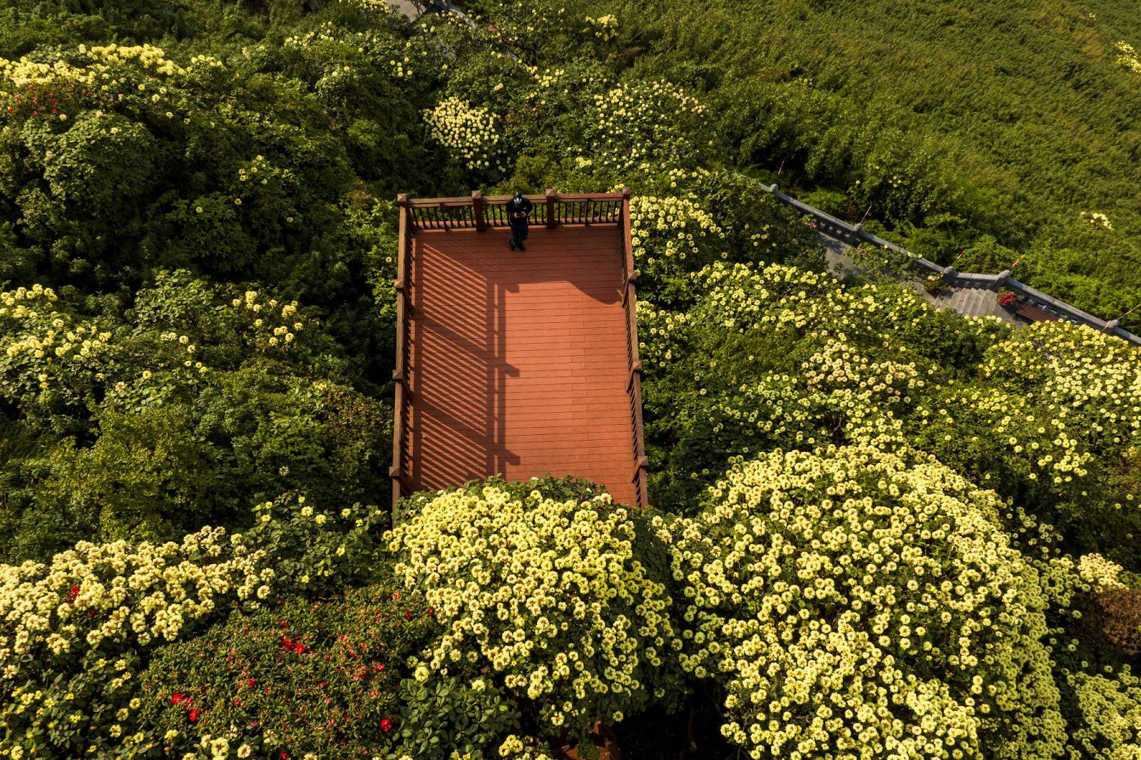 Giữa mây mù và vách đá cheo leo, hoa đỗ quyên vẫn bung nở mạnh mẽ, tô điểm cho thiên nhiên Sa Pa.