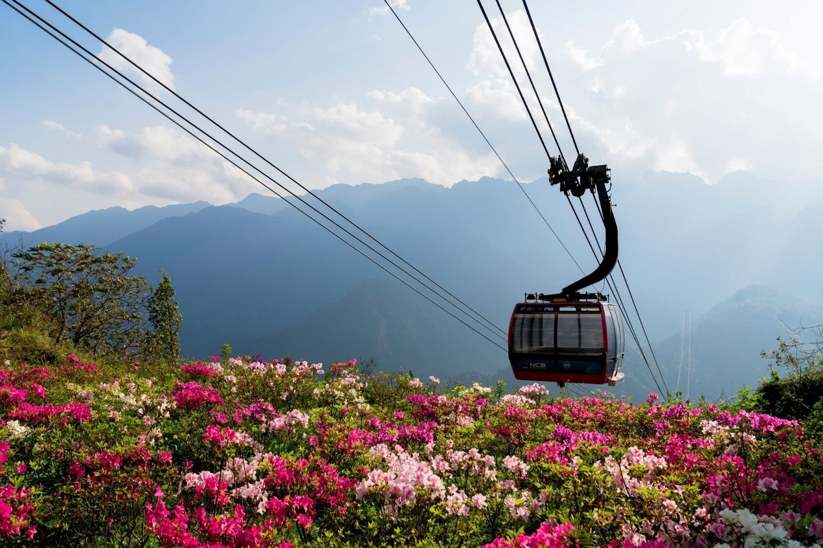 Trải nghiệm ngắm hoa đỗ quyên từ trên cao mang đến góc nhìn toàn cảnh đầy ấn tượng.