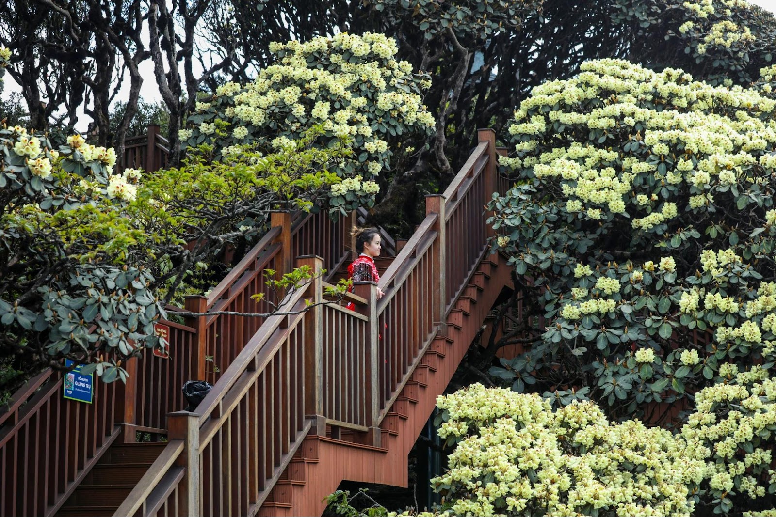 Những gốc đỗ quyên cổ thụ hàng trăm năm tuổi phủ kín sườn núi Fansipan mỗi mùa hoa nở.