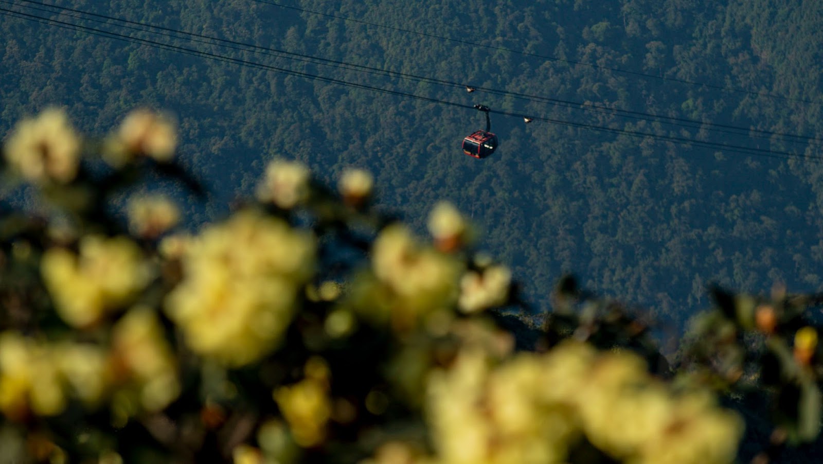 Chạm tới nóc nhà Đông Dương, lạc bước giữa “thiên đường hoa” đỗ quyên rực rỡ sắc màu.