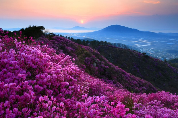 Tháng 3–4, khi hoa đỗ quyên nở rộ, cả núi rừng như thảm hoa rực rỡ.