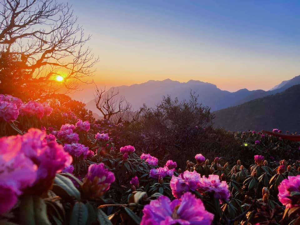 Hoa đỗ quyên nở rực rỡ ở vườn quốc gia Hoàng Liên.