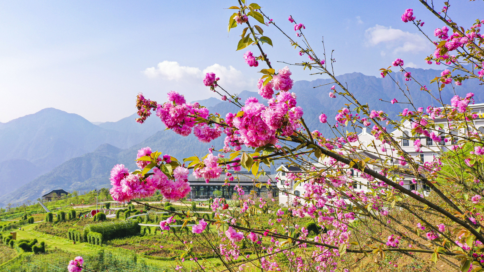 Ở mỗi độ cao khác nhau, hoa đỗ quyên sẽ nở vào thời điểm khác nhau.