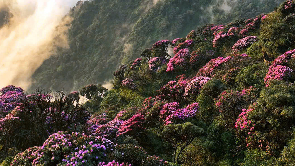 Hoa đỗ quyên Lai Châu - những khóm hoa gắn liền với những cung đường trekking