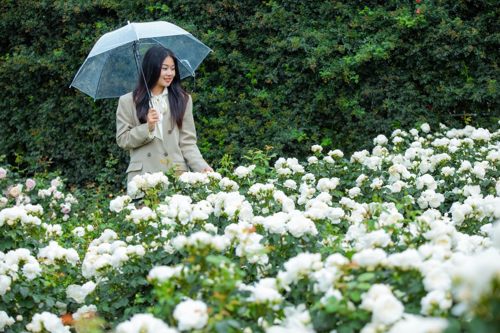 Walk through vibrant rose valley in Sun World Fansipan Legend