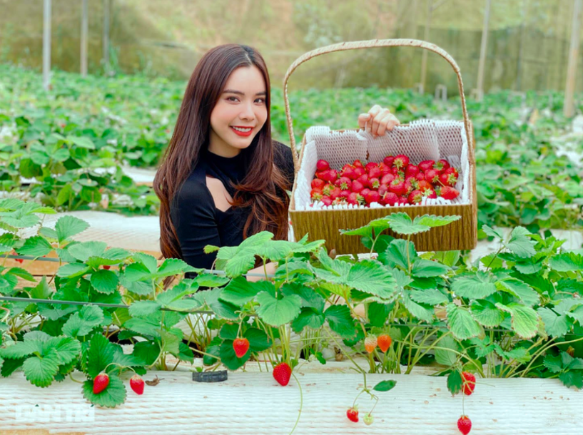 Các vườn dâu Sa Pa áp dụng mô hình nhà kính, cùng hệ thống thủy canh tiên tiến.