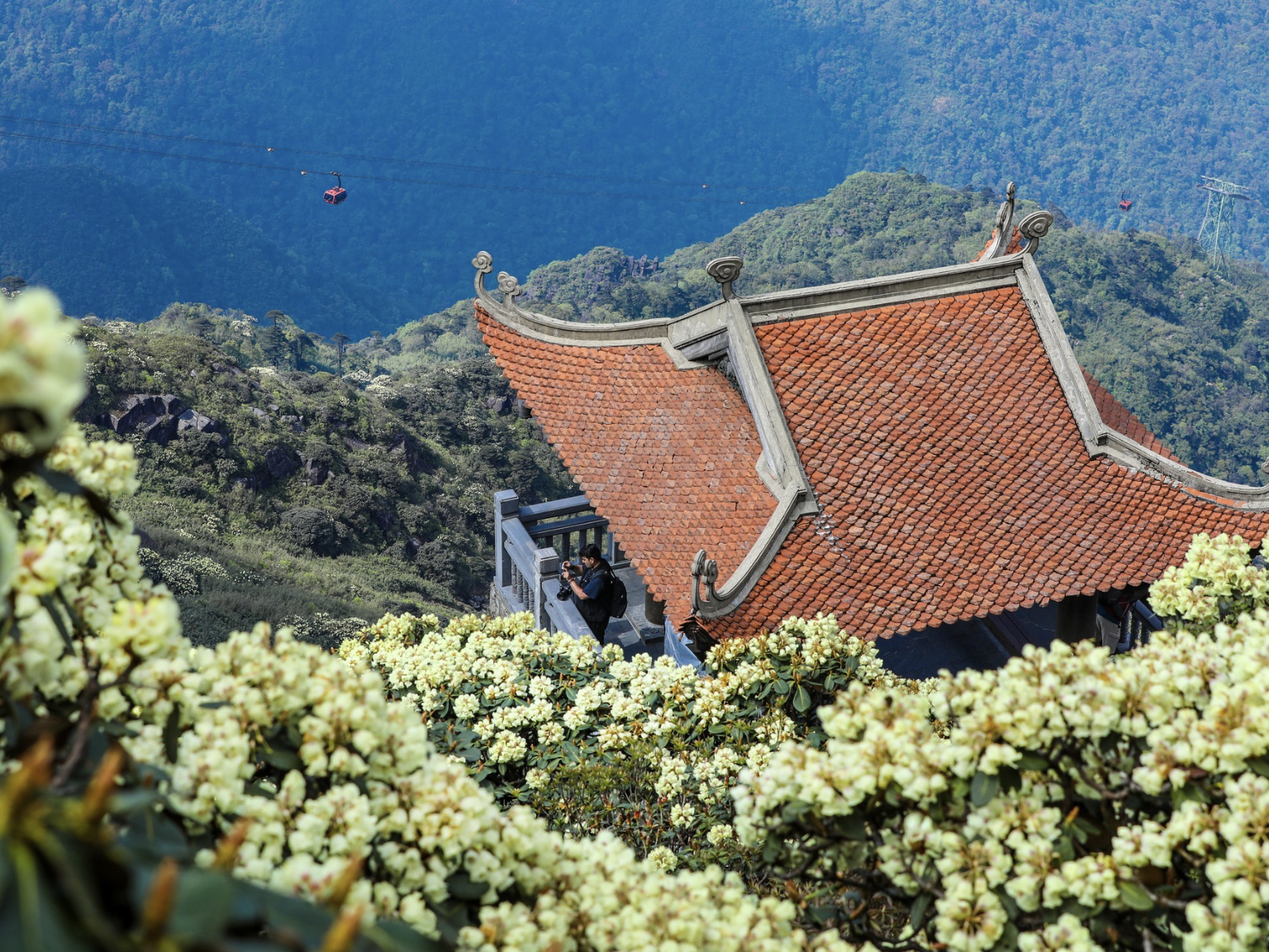 Dãy Hoàng Liên Sơn sở hữu gần 40 loài đỗ quyên quý hiếm, nở nối tiếp từ tháng 2 đến tháng 6 theo độ cao và sắc hoa.