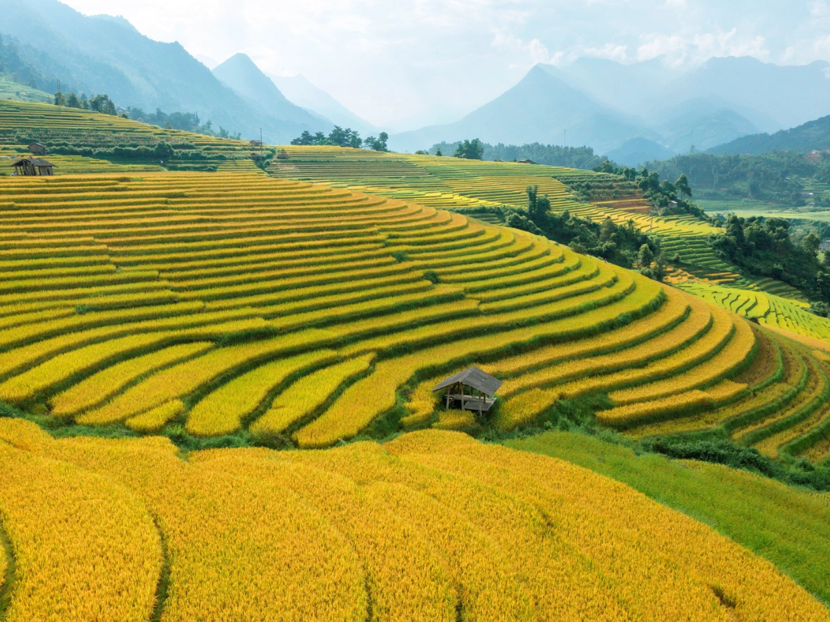 Bản Mây đẹp nhất mùa thu khi ruộng bậc thang khoác màu vàng rực khó ai quên được.