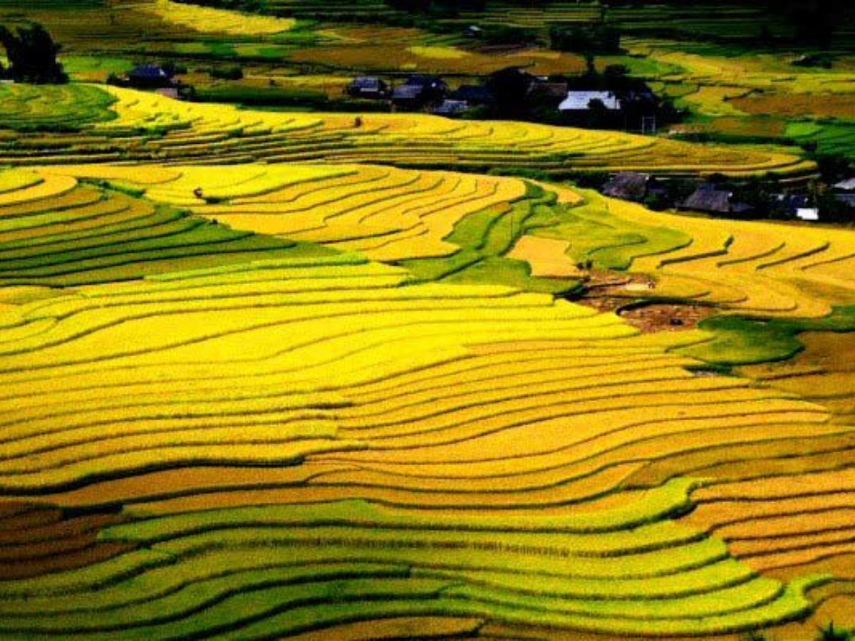 Tháng tám đến tháng mười là mùa vàng đẹp nhất khi ruộng bậc thang chuyển sắc rực rỡ.