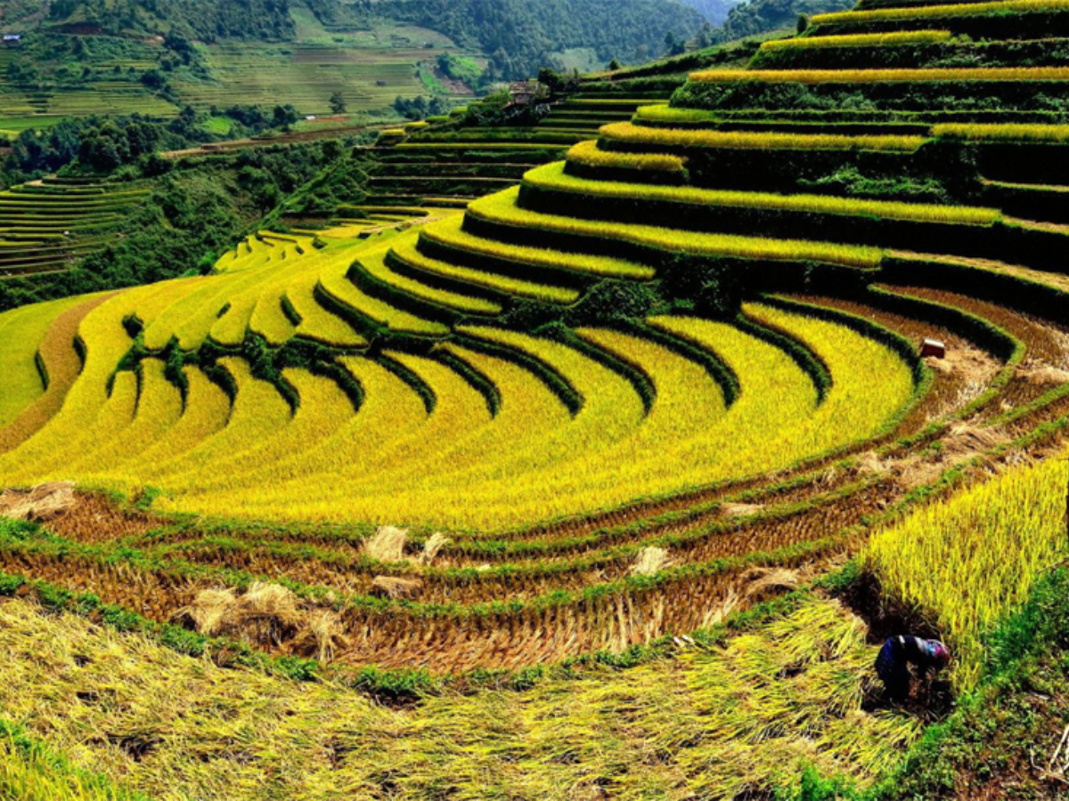 Sa Pa mùa mây kết hợp ruộng bậc thang rừng già và nhà gỗ tạo nên khung cảnh độc nhất.