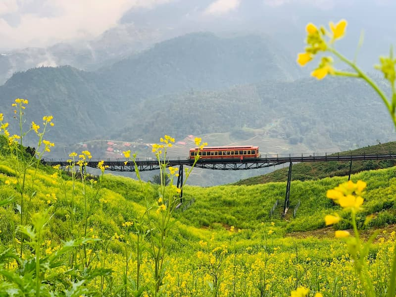 Những khóm hoa vàng nở dọc sườn núi