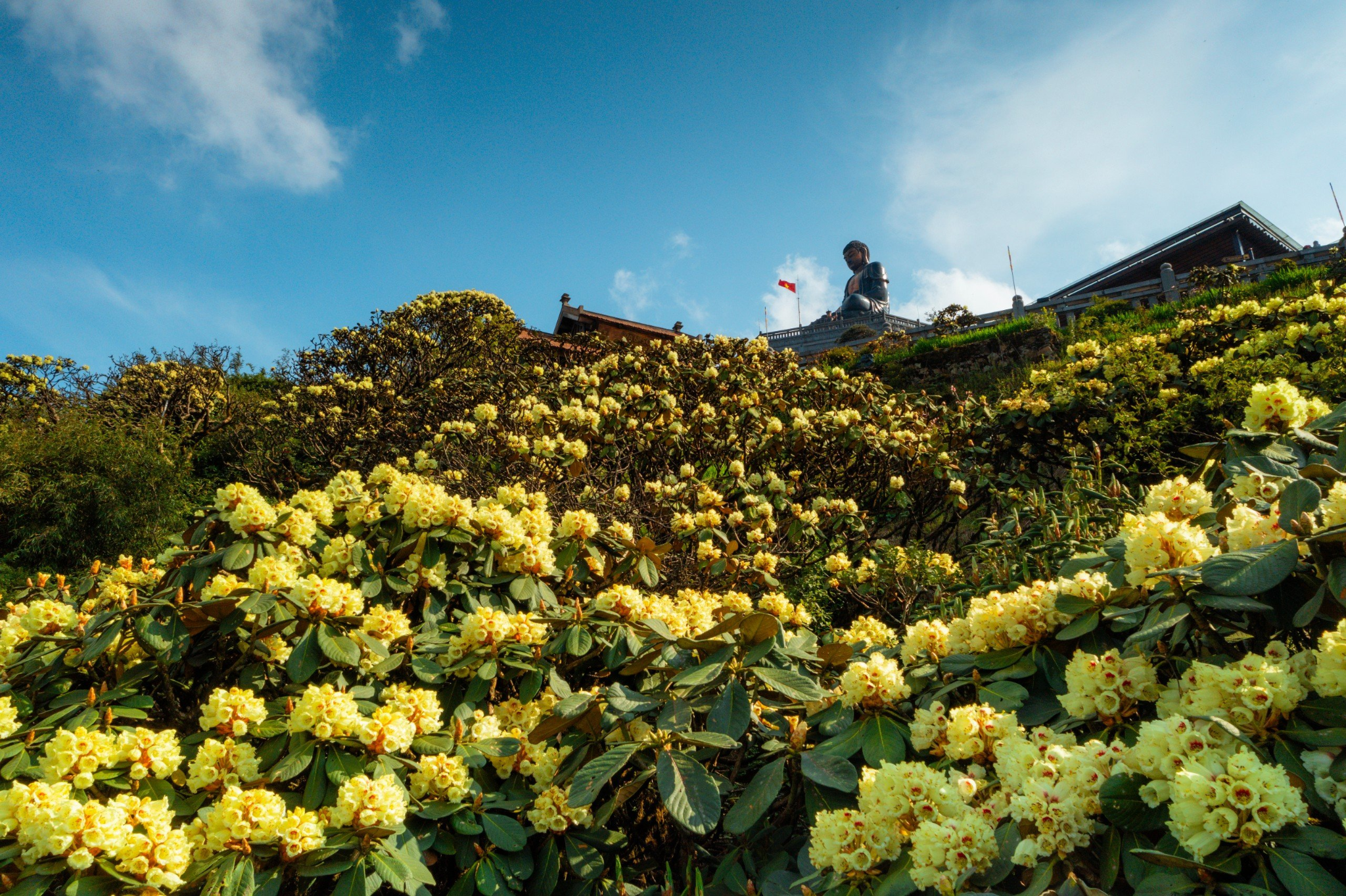 Rhododendron flowers bloom profusely on the summit of Fansipan in May