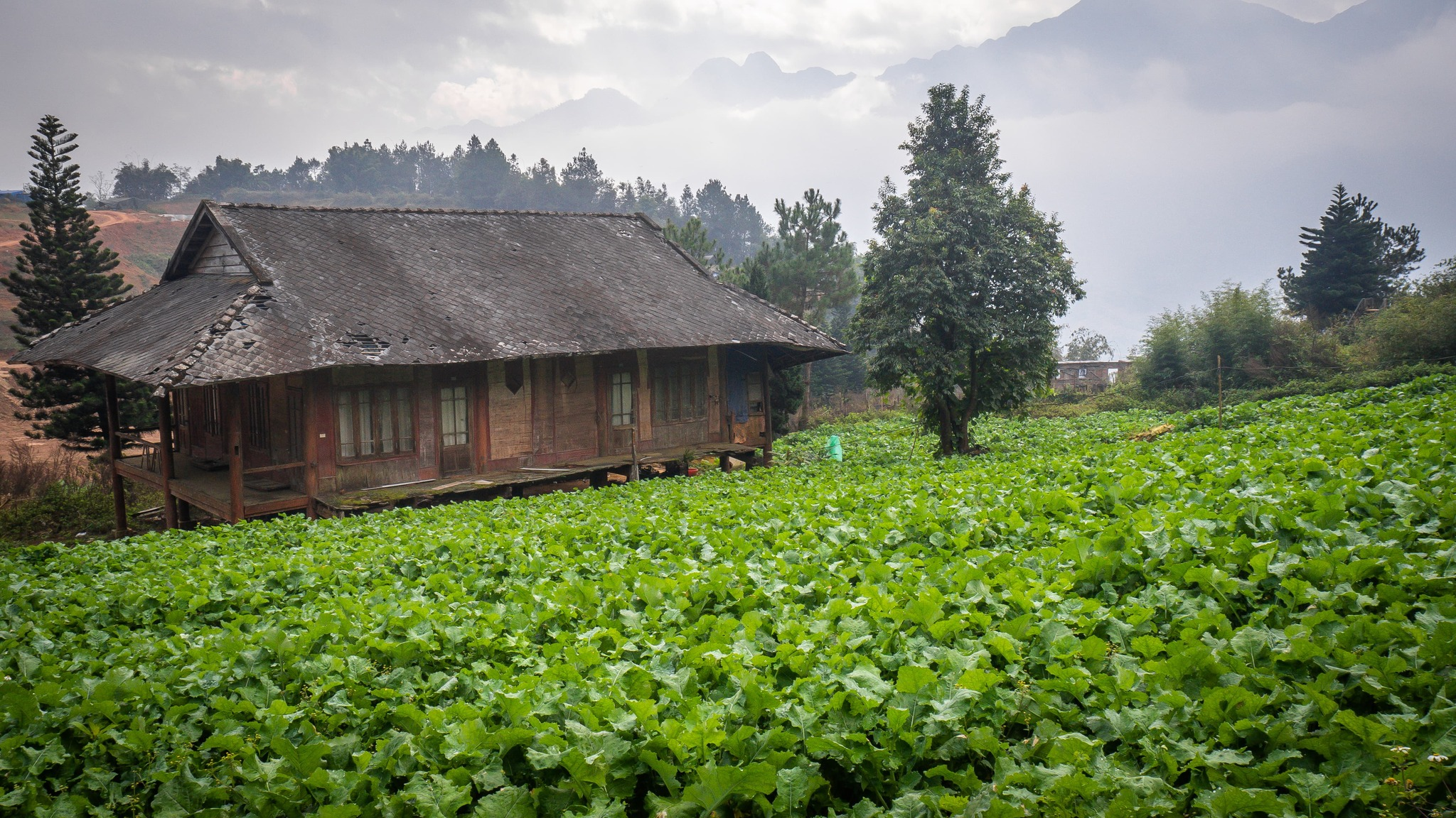 Vegetarian food in Sapa uses fresh, delicious vegetables and fruits sourced from the high mountains.