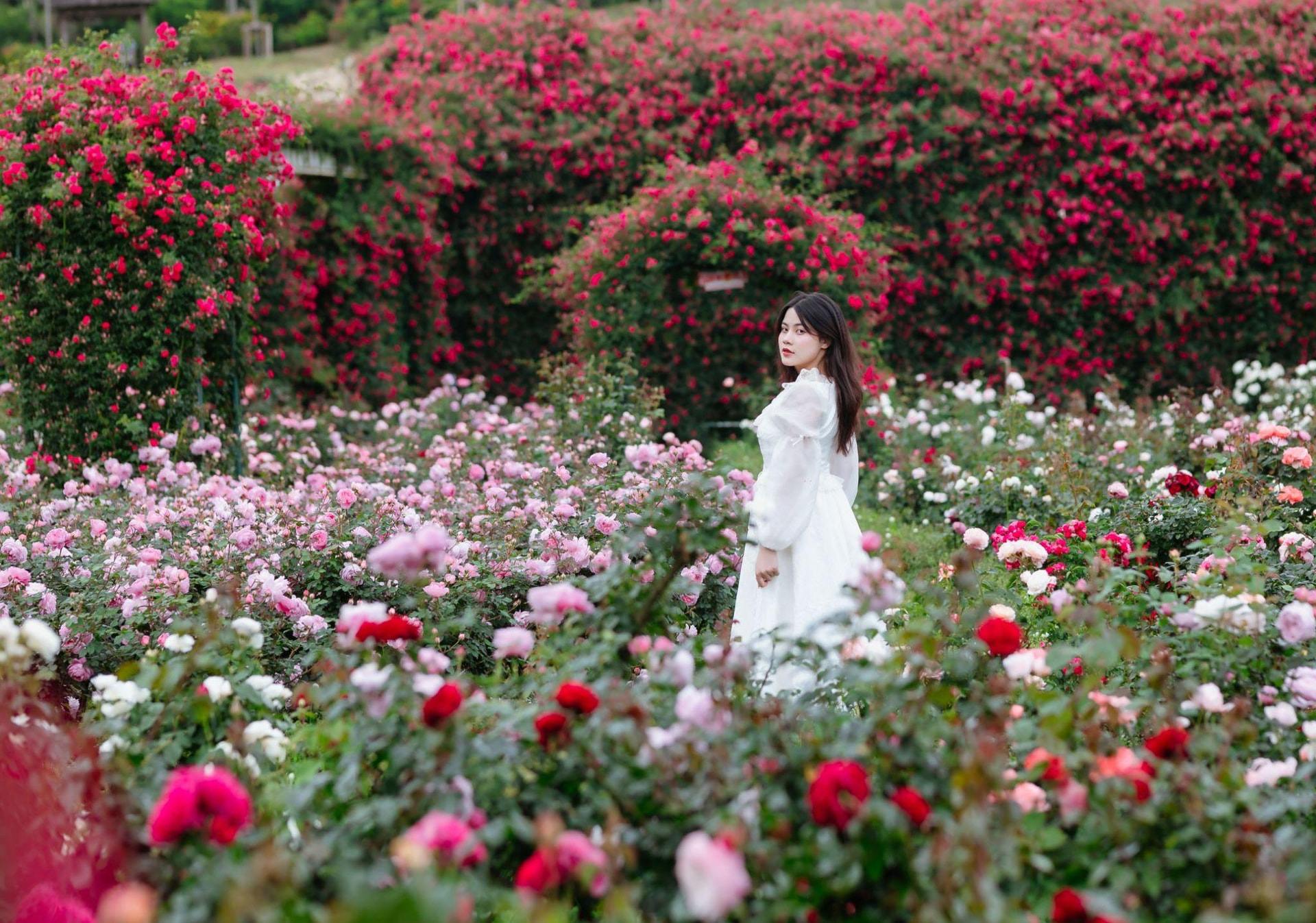Tourists stroll around and take photos at the Rose Valley