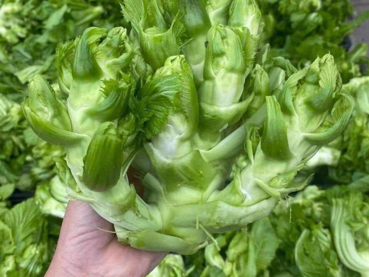 Mầm đá Sa Pa là món rau độc đáo bậc nhất miền núi phía Bắc.
