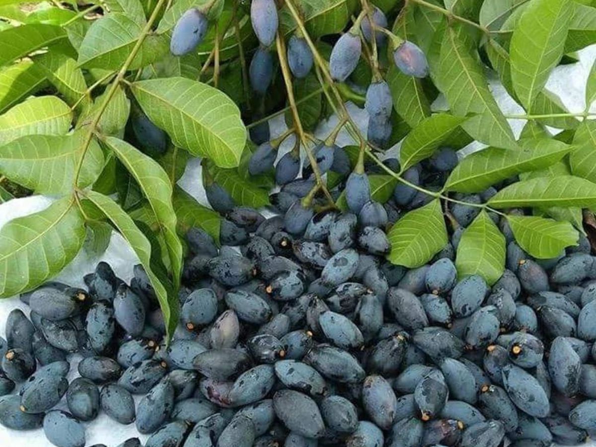 Món ăn được chế biến từ quả trám trắng tự nhiên