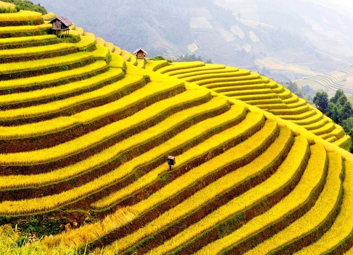 Check-in khung cảnh ruộng bậc thang tại thung lũng Mường Hoa.