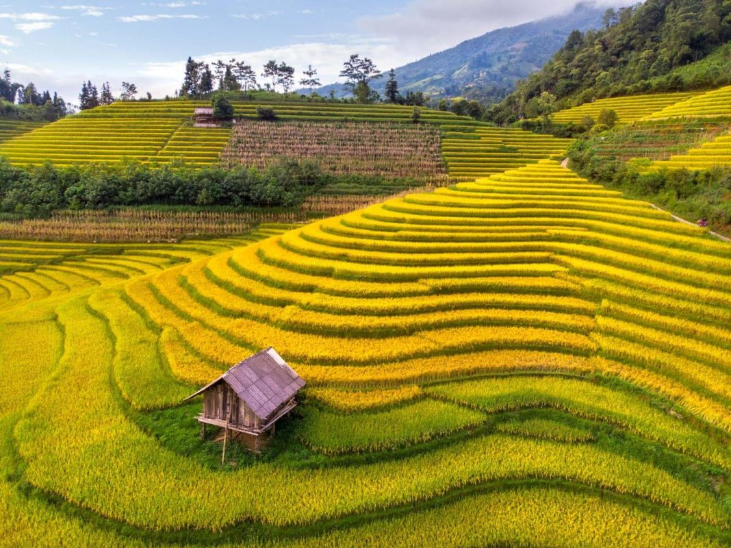 Sa Pa khoác lên mình màu lúa chín vàng khắp các triền ruộng bậc thang vào thời điểm tháng 9.