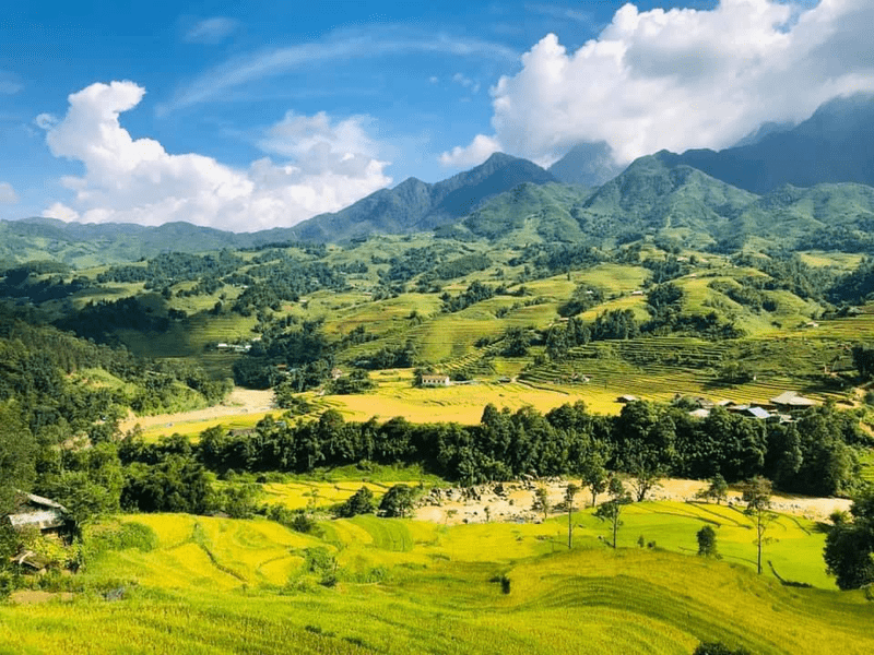 Mùa vàng tại thung lũng Mường Hoa.