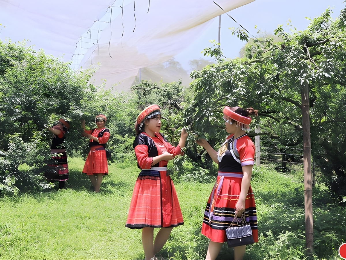 Du khách diện trang phục dân tộc truyền thống và trải nghiệm hái mận tại vườn