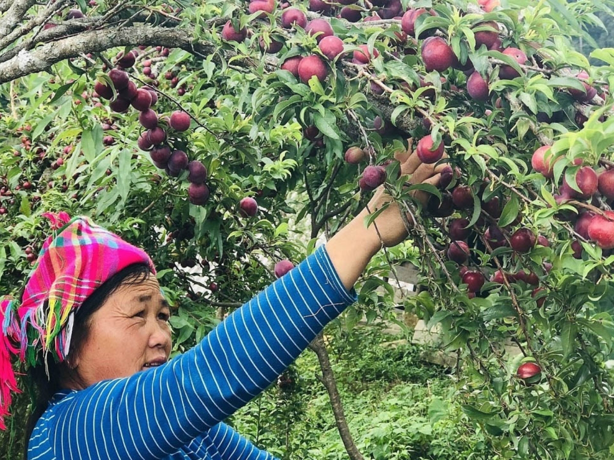 Người dân hái mận chín đỏ mang lại trải nghiệm nông nghiệp thú vị.