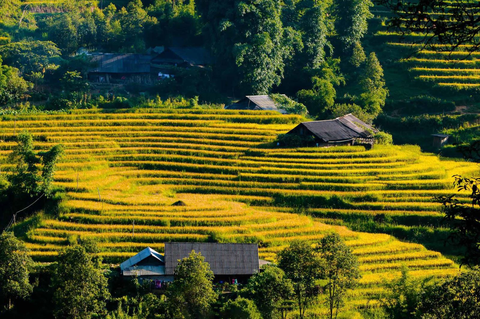 Ruộng bậc thang mùa lúa chín rực vàng giữa thung lũng Sa Pa.