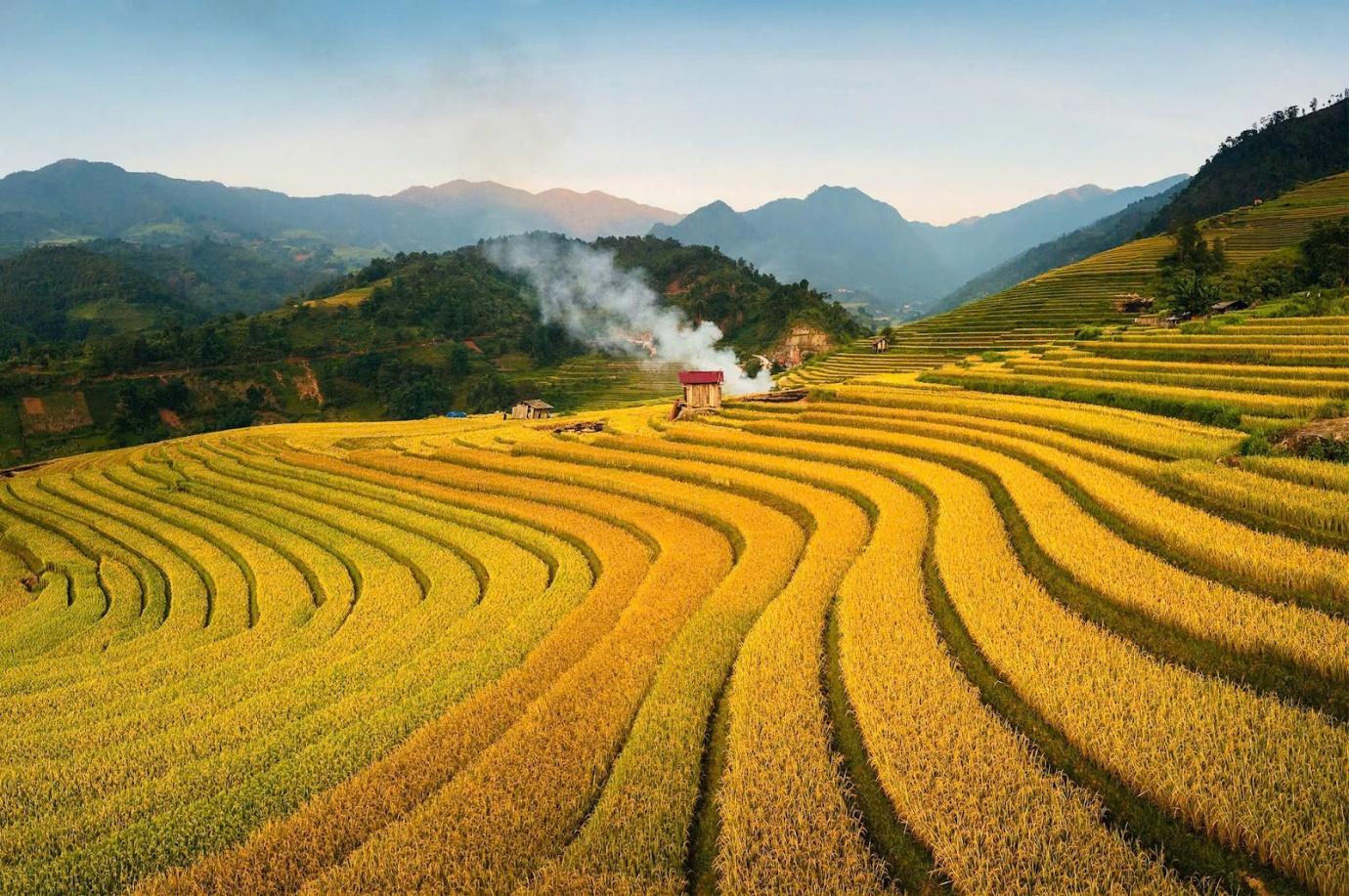 Mùa lúa chín ở Sa Pa nhuộm vàng những thửa ruộng bậc thang giữa núi rừng Tây Bắc.