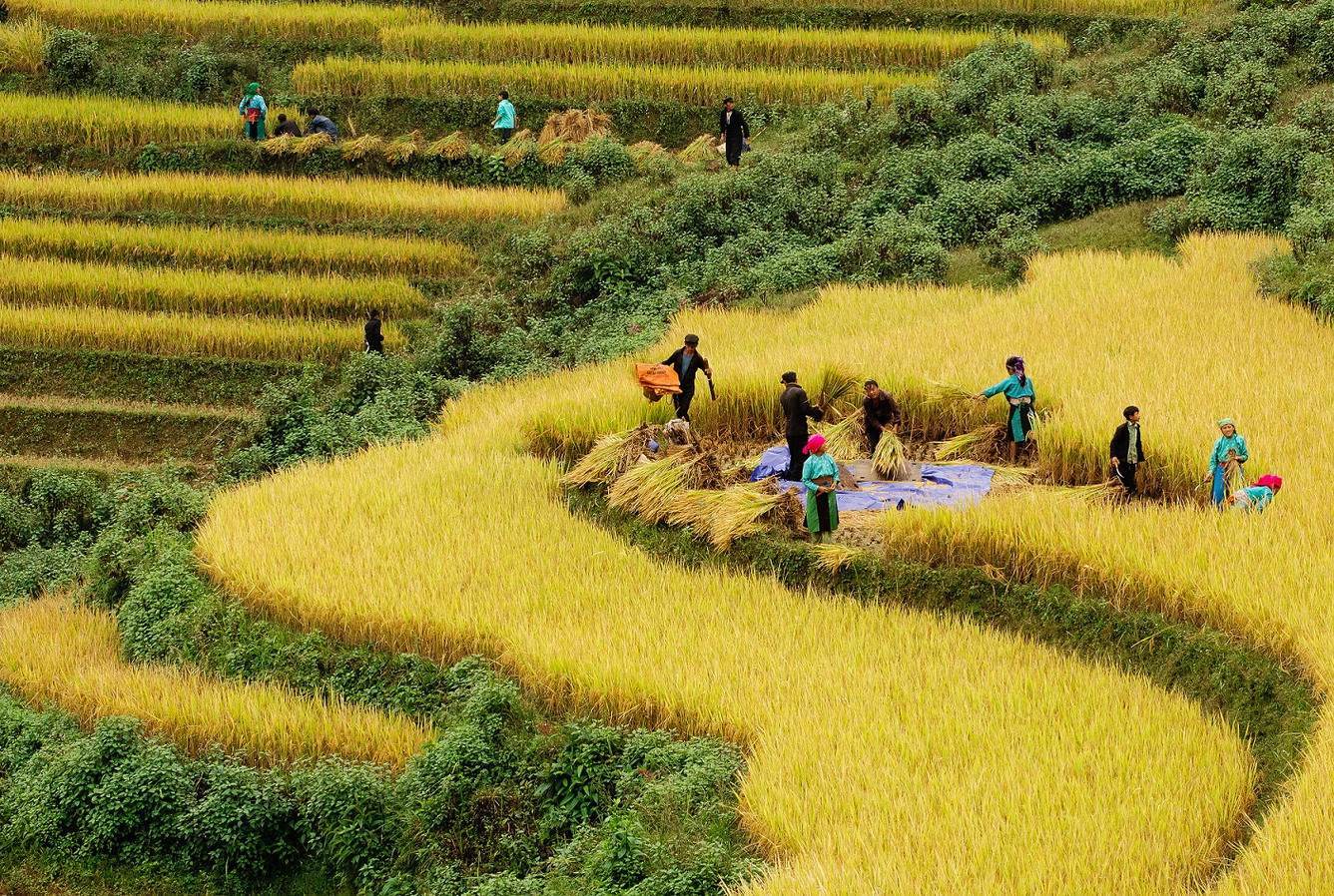 Gặt lúa cùng người bản địa, chạm vào nhịp sống vùng cao.